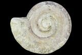 Polished Ammonite (Hildoceras) Fossil - England #103989-1
